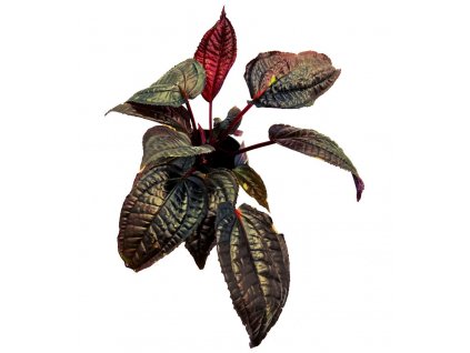 Monolena primuliflora 'Midnight Glory'