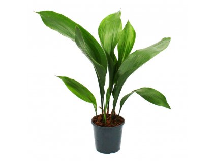 schusterpalme aspidistra elatior zimmerpflanze 15cm topf
