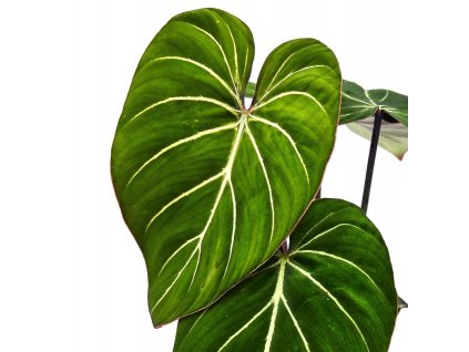Philodendron gloriosum "Zebra"