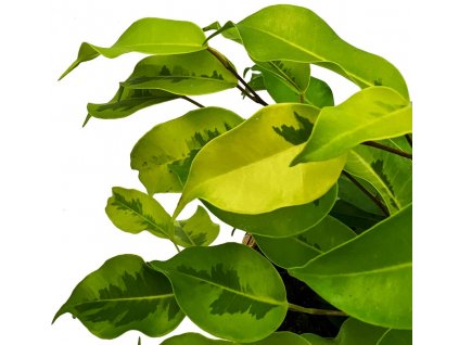 Ficus Benjamina reginald 860x