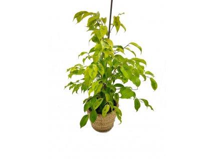 Ficus benjamina "Golden Monique" XXL