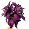 Strobilanthes "Persian shield" řízek k zakořenění