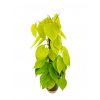 Philodendron hederaceum "Lemon Lime" XXL