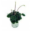 Peperomia 'Lilian”