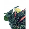 Peperomia 'Lilian”