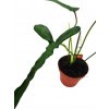 Philodendron Joepii "řízek k zakořenění"