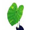 Colocasia esculenta "Lemon Lime" Gecko