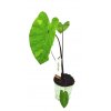 Colocasia esculenta "Lemon Lime" Gecko