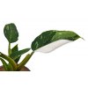 Philodendron "White princess"