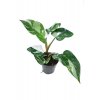 Philodendron "White princess"
