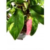 Philodendron "White princess"