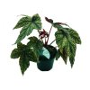 Begonia "Gryphon"