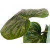 Philodendron sodiroi řízek k zakořenění