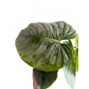 Philodendron sodiroi řízek k zakořenění