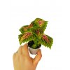 Coleus blumei "Space cake" baby