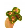 Coleus blumei "Space cake" baby