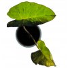 Colocasia "Mojito" hlíza