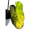 Colocasia "Mojito" hlíza