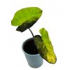 Colocasia "Mojito" hlíza