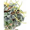 Peperomia 'Burbella'