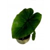 Colocasia "Black Magic"