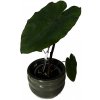 Colocasia "Black Magic"
