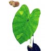 Colocasia esculenta "Lemon Lime" híza