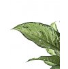 Dieffenbachia "Living Fantasy" XXL