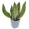 Sansevieria "Snow White"