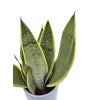 Sansevieria "Snow White"