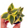 Crassula sarmentosa variegata
