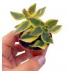 Crassula sarmentosa variegata