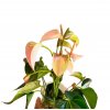Anthurium andraeanum "Karma Peach" řízek s kořínky