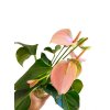 Anthurium andraeanum "Karma Peach" řízek s kořínky