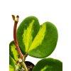Hoya Kerrii REVERSE variegata "řízek k zakořenění"