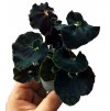 Begonia "Black Jungle" baby