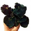 Begonia "Black Jungle" baby