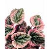 Peperomia carperata "Apricot" řízek k zakořenění