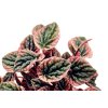 Peperomia carperata "Apricot" řízek k zakořenění