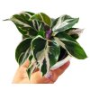 Calathea "White fusion"  baby