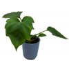 Philodendron warscewiczii