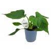 Philodendron warscewiczii