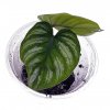 Philodendron plowmanii baby