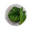 Philodendron plowmanii baby