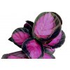 Calathea roseoptica "Rosy"