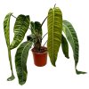 Philodendron "Patriciae" XXL
