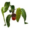 Philodendron "Patriciae" XXL