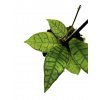 Hoya callistophylla