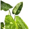 Philodendron "Jose Buono" baby