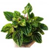 Peperomia 'Ripple'